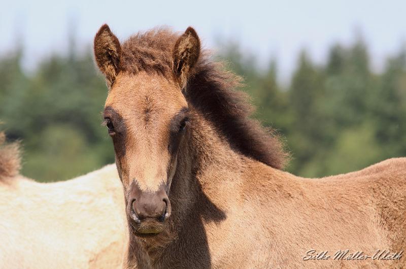 Otur b.jpg - Otur von Heidmoor